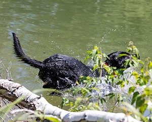Otter Marro