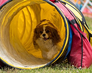 20190616-CCKC-1157.jpg