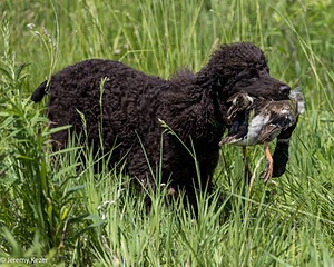 Ghillie Kezer
