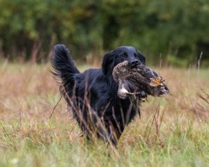 Otter Young