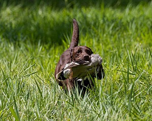 Hershey Mizak