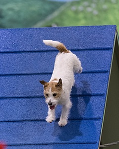 Teddy Caruso