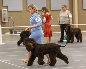 200 - GCH CH Poole’s Ide By Design (Skeeter)