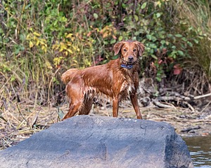 Finley