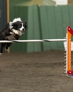Motive McCune