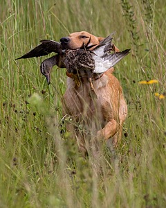 Dexter Mowers