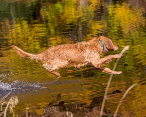 Marsha Wilcox's Pete
