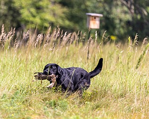 Murphy