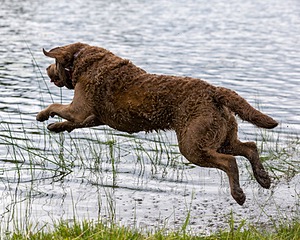 20170603-SHRW-1680.jpg