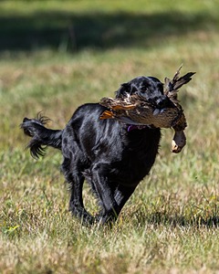 Test Dog