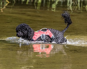 Breeze Holden
