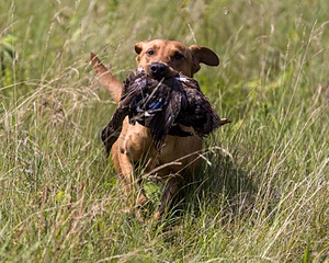 Gauge Kilby