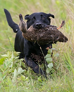Ruger Collins