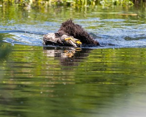 Ghillie Kezer