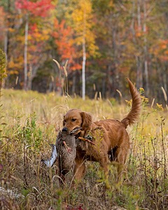 Marsha Wilcox's Pete