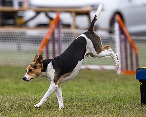 Moo Henderson