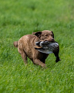Hunter Law