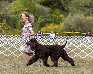 07 - GCH Castlehill's Ramblin' Rafael O'Crispin BN RA (Raffie)