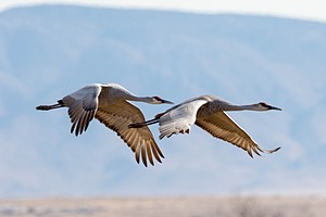 Sandhill Cranes, Bosque del Apache, New Mexico