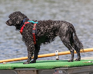 Nauti