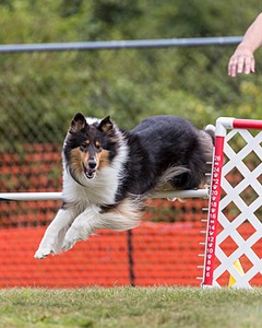 Starry Lariviere