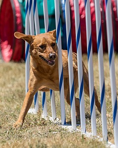 20160618-CCKC-1559.jpg