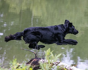 Ziva Millikin