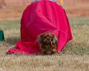 20150613-CCKC-0010.jpg