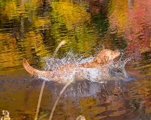 Marsha Wilcox's Pete