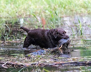 Jamie Brownell