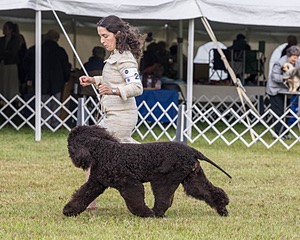 20 - GCHS CH POOLE'S IDE SAY NO MORE OHS CD RE JH DS (Simone)