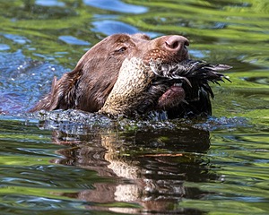 Moose Molle