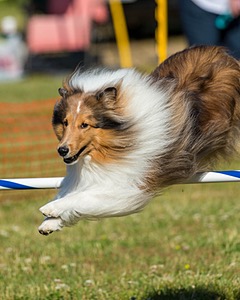 Cinder Rogers