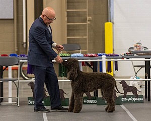 36 - GCH Blackthorn’s Lass That Loves A Sailor in Wicklow CD RM
CGC