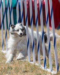 20160618-CCKC-1951.jpg