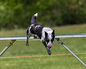 20170520-NEAT-1437.jpg