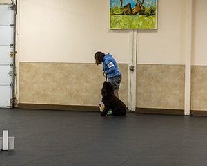2304 - GCH CH BREKKON'S FIRST MARK BN RN CGC TKN (Hunny)