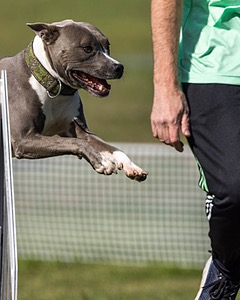 Atticus Mechan