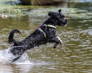 Dottie Notestine