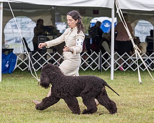 20 - GCHS CH POOLE'S IDE SAY NO MORE OHS CD RE JH DS (Simone)