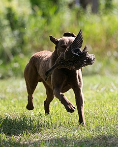Mocha Barrett