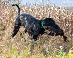 Stella Miles