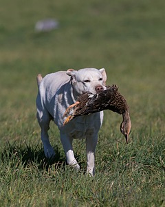 Hildi