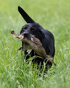 Scout Orlowski