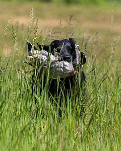 Ruger Bodine