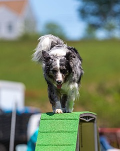 20170521-NEAT-1847.jpg