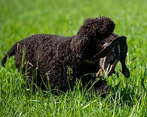 Ghillie Kezer