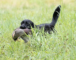 Ranger schuko