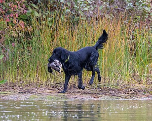 Jake
