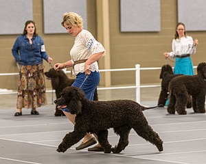 207 - GCH CH Flintcrest First Strike Fintan
